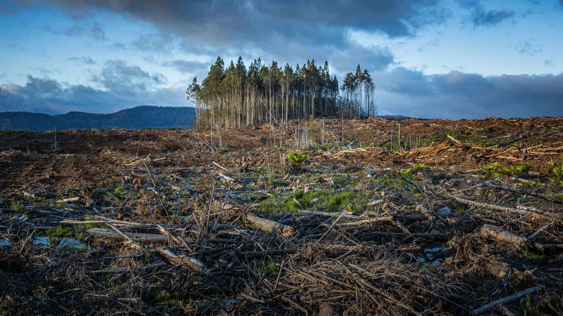 Horizonte de floresta desmatada, com poucas árvores restantes e céu nublado