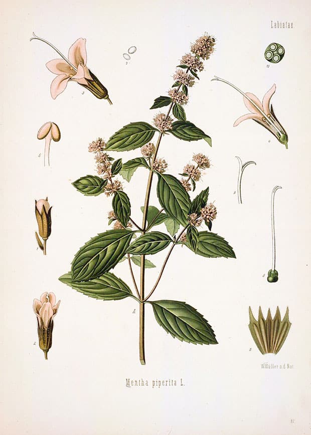 Desenho antigo da planta Mentha Piperita ou hortelã-pimenta