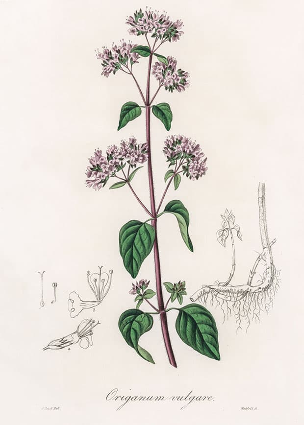 Desenho antigo da planta Origanum Vulgare