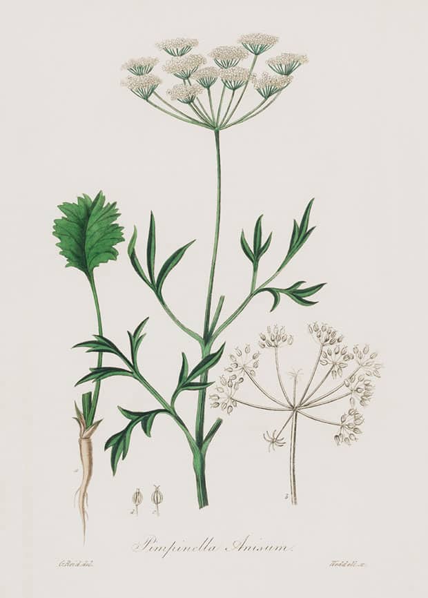 Desenho antigo da planta Pimpinella Anisum ou erva-doce