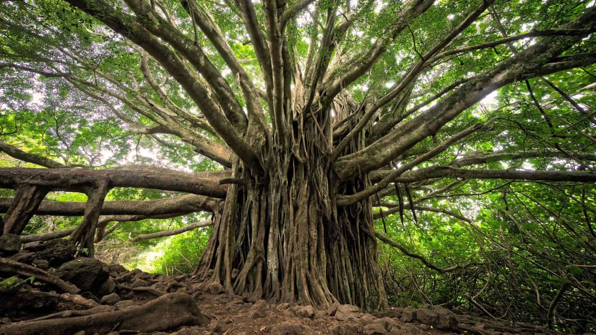 Árvore ancestral no meio da floresta, com galhos extensos, copa volumosa e muitos cipós no tronco. Foto: Brandon Green