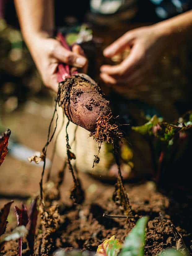Beterraba sendo colhida da terra. Foto: arquivo pessoal da chef de cozinha Lis Cereja