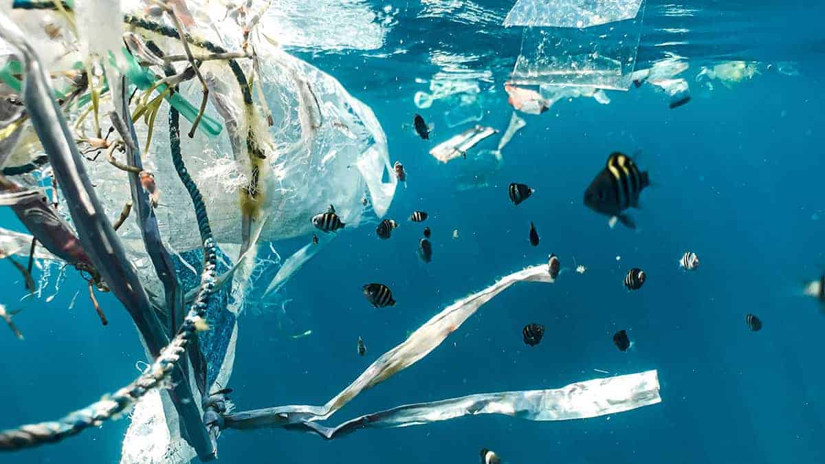 Peixes nadam no mar, em volta de um aglomerado de plásticos