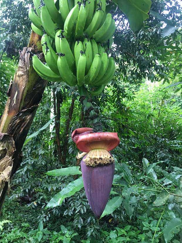 Cacho de banana com flor em floresta tropical