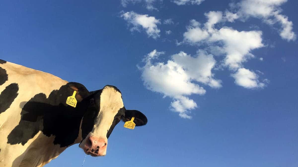 Vaca olha pra câmera, atrás dela um fundo de céu