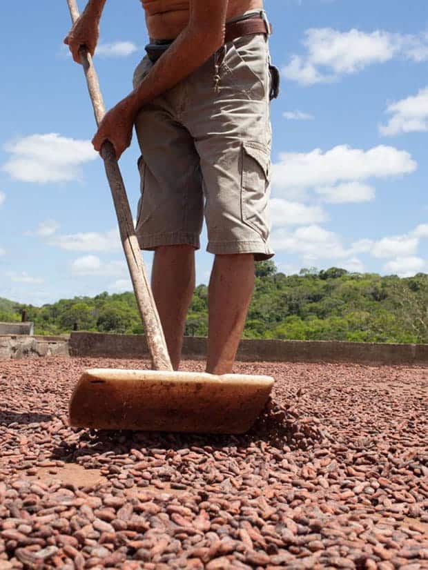 Homem secando as sementes de café ao sol. Foto: Amma Chocolate (Divulgação)