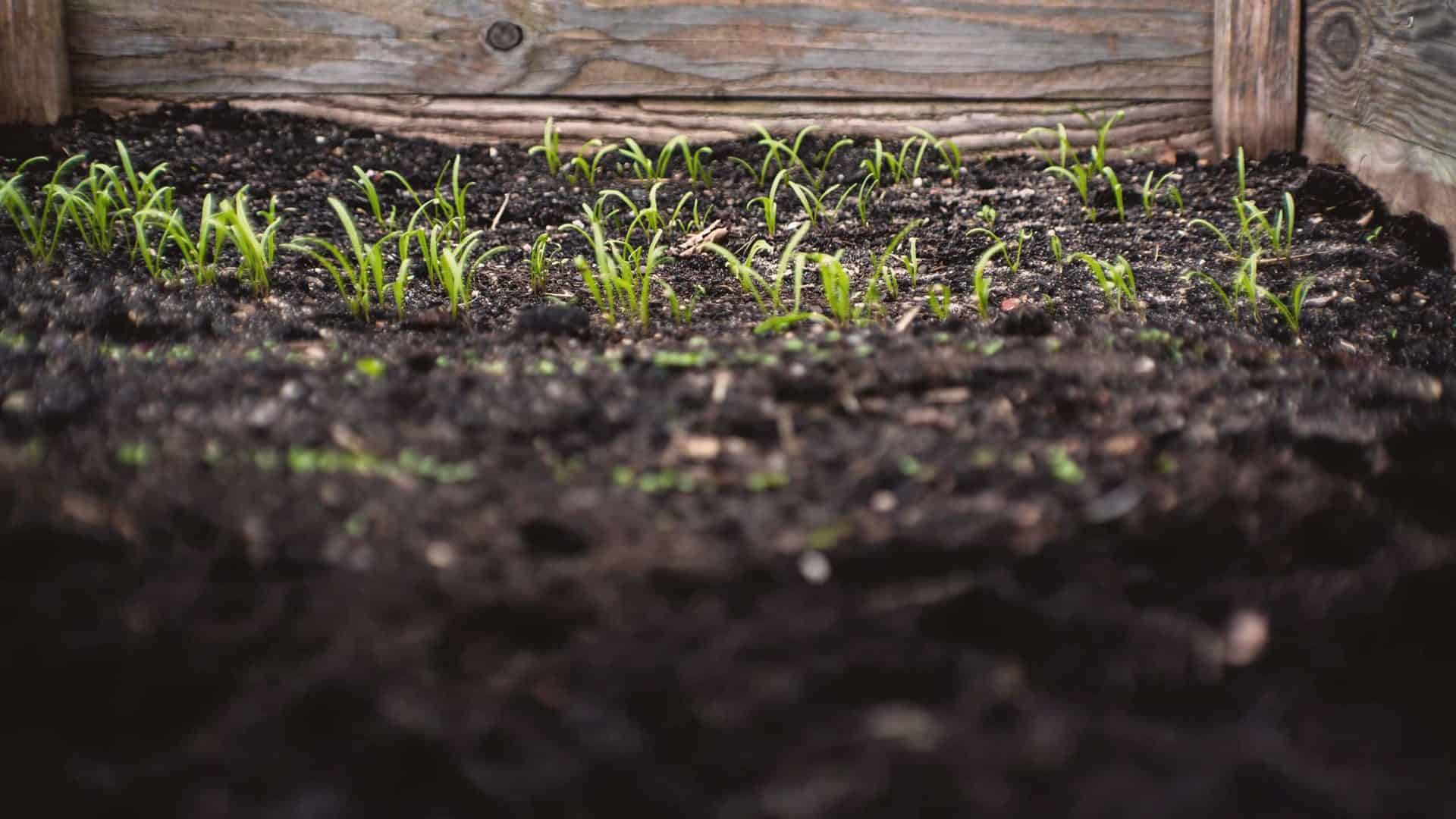 Mudas crescendo em horta de quintal