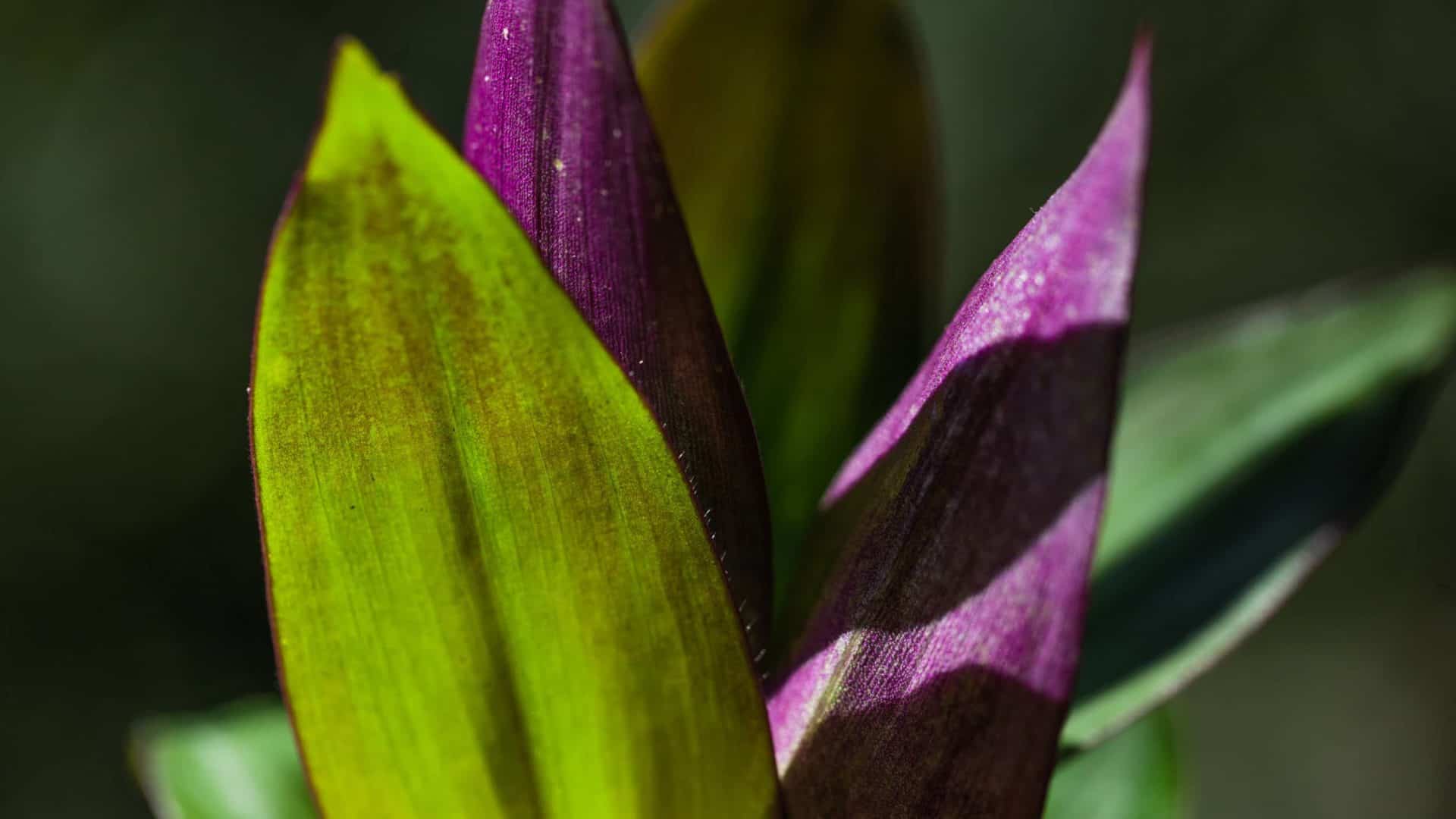 Folhas de trapoeraba roxa, planta alimentícia não convencional