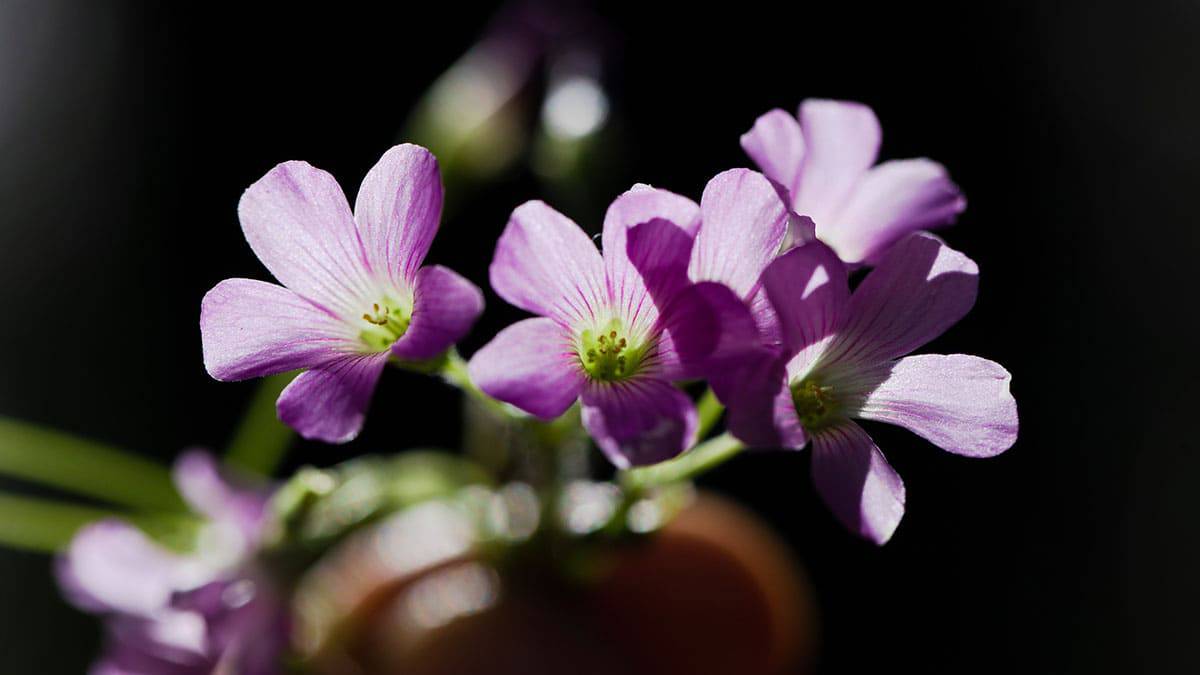 Flore de trevo-azedo ou azedinha,um tipo PANC (Planta Alimentícia Não Convencional)
