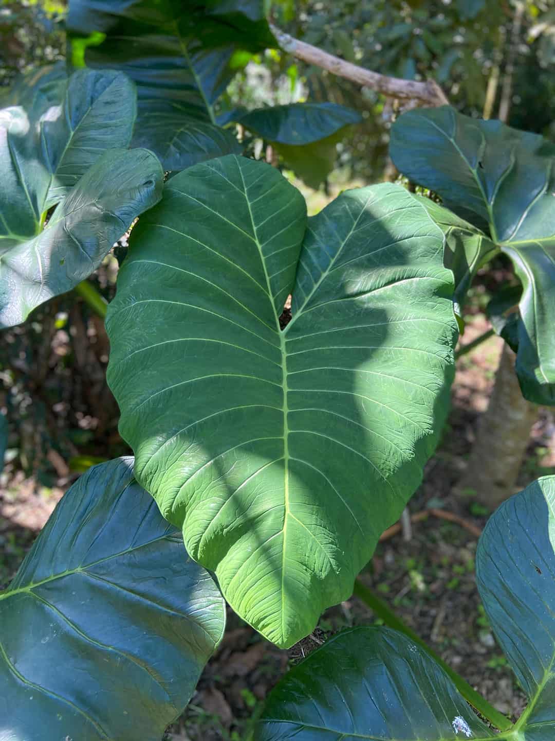 Agroflorestas pela Regeneração da Terra
