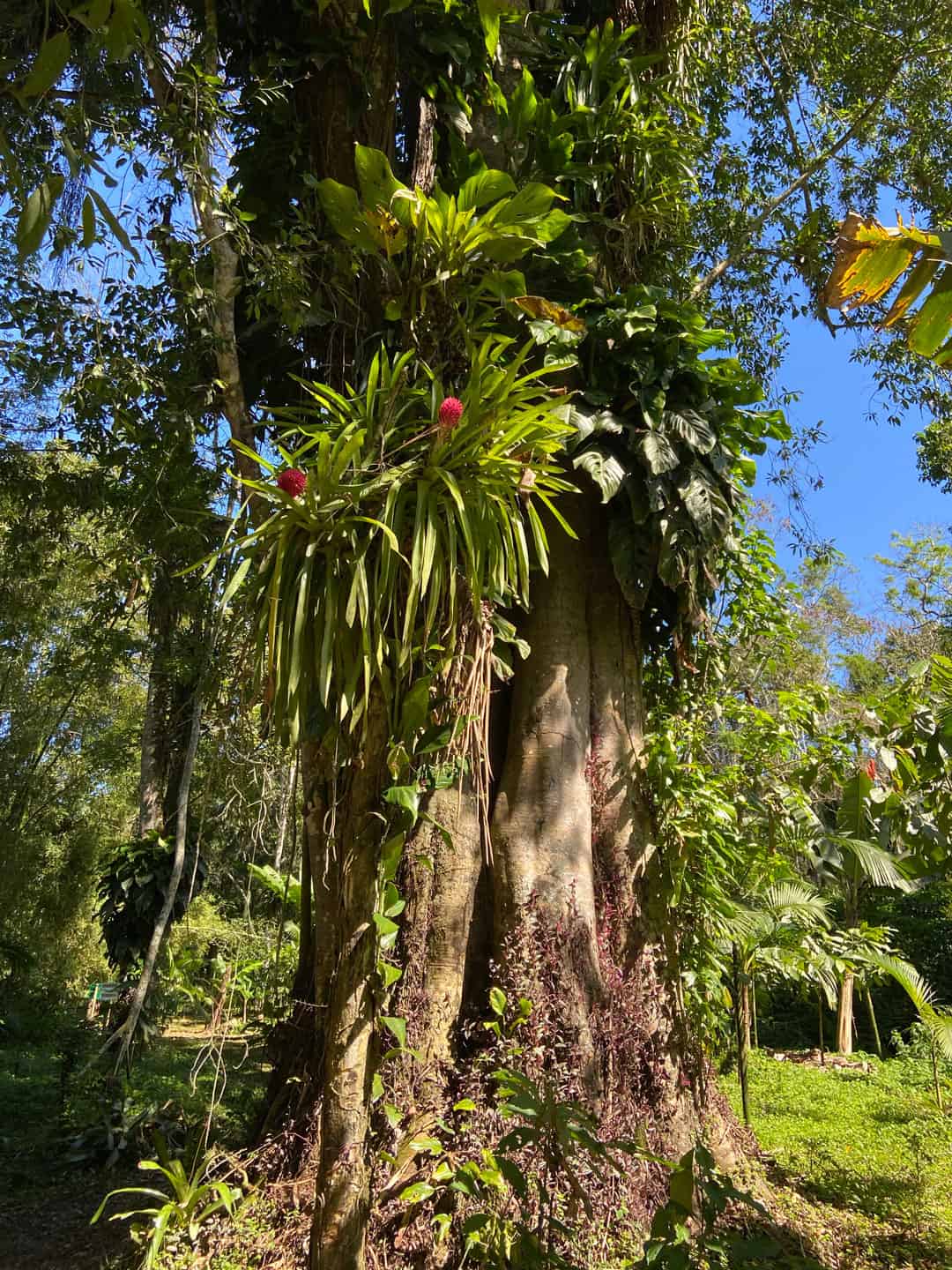 Agroflorestas pela Regeneração da Terra
