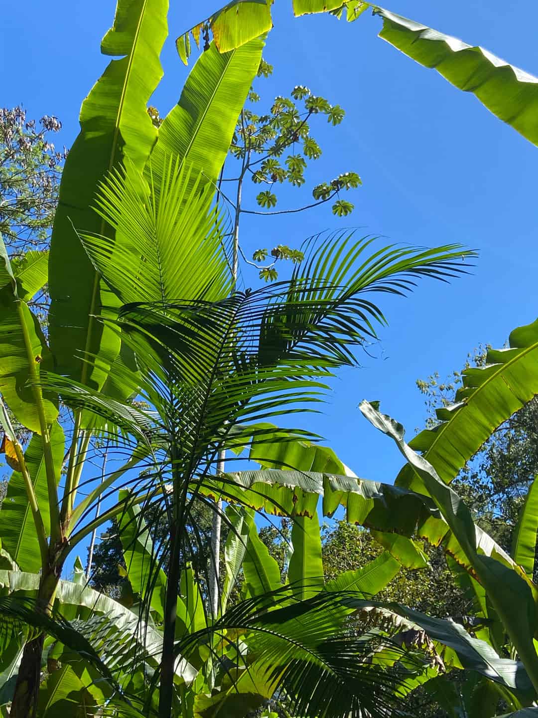 Agroflorestas pela Regeneração da Terra