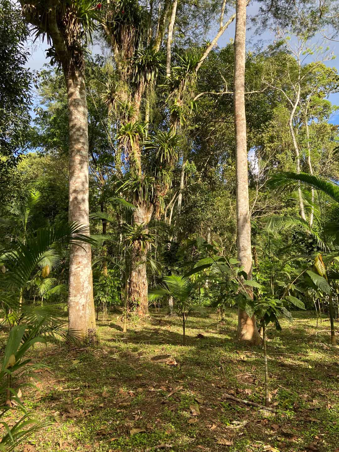 Agroflorestas pela Regeneração da Terra