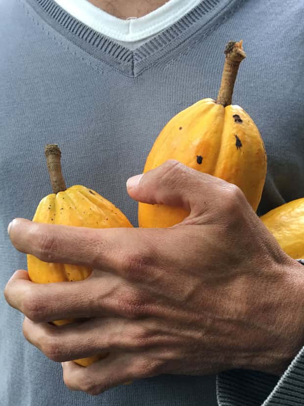 Mãos de pequeno produtor seguram frutos de cacau