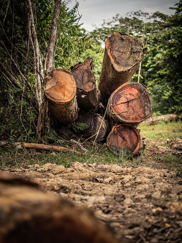 Troncos de árvores, resultado de desamatamento próximo à BR 319, estrada em construção na Amazônia