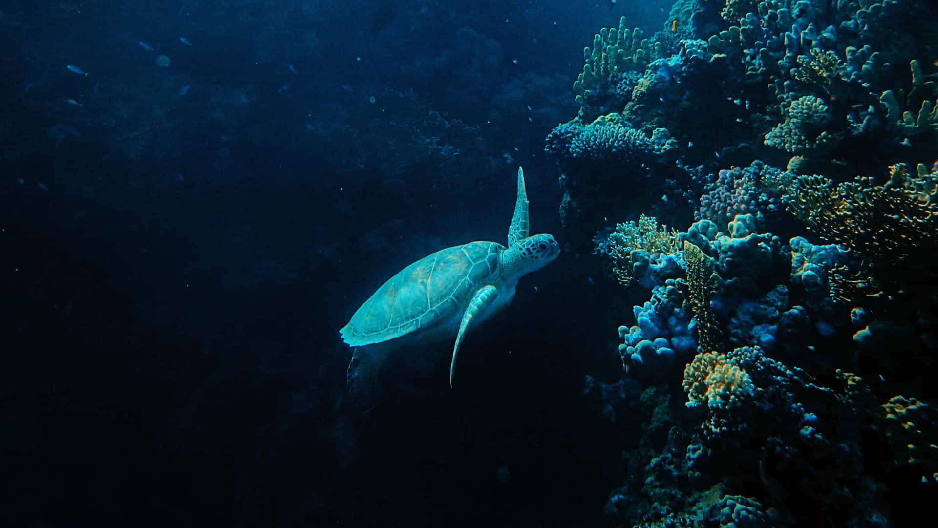 Tartaruga marinha nadando próxima à corais. Foto: Francesco Ungaro