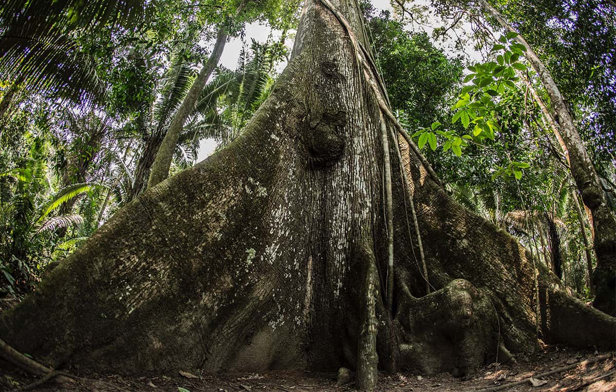 Raízes da Samaúma e início do tronco da árvore símbolo da Amazônia. Foto: Camilla Coutinho