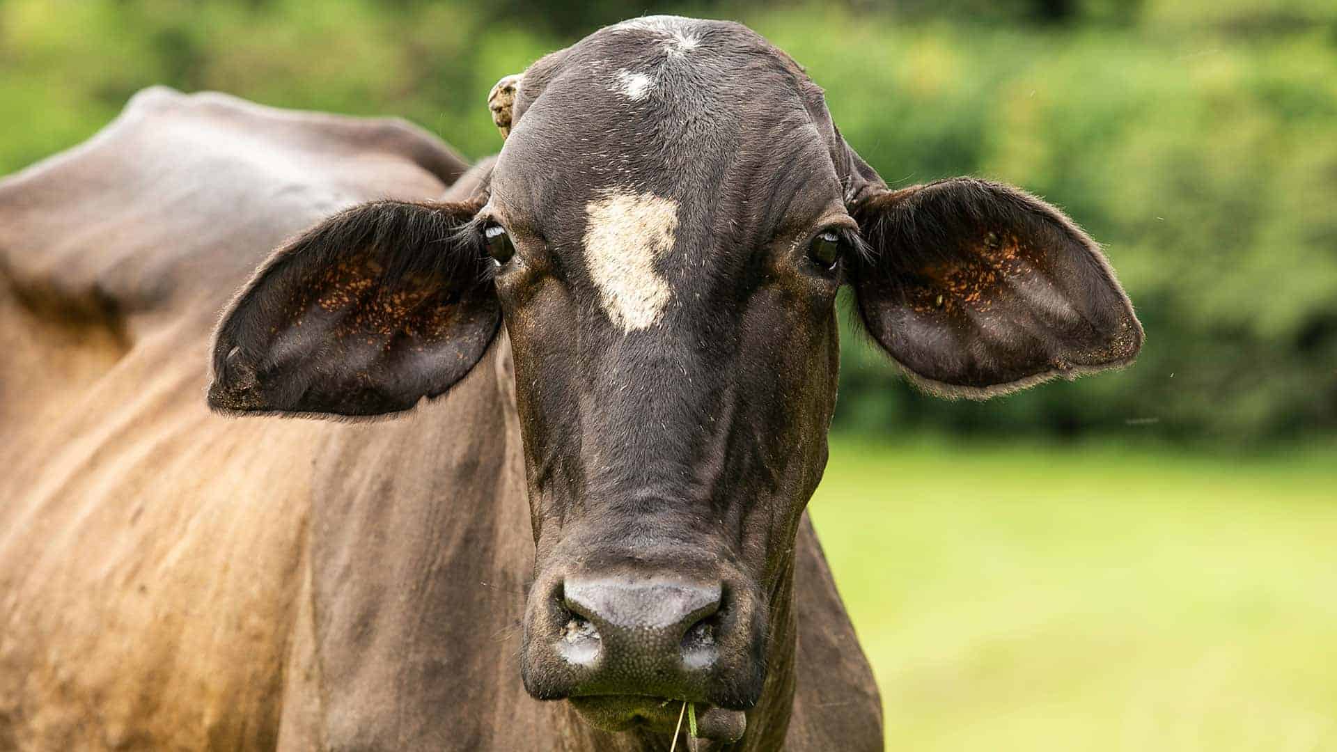 Vaca em pasto olha para a câmera de frente