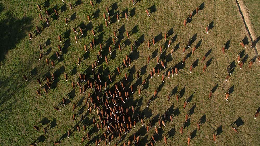 Foto aérea de pasto com boiada