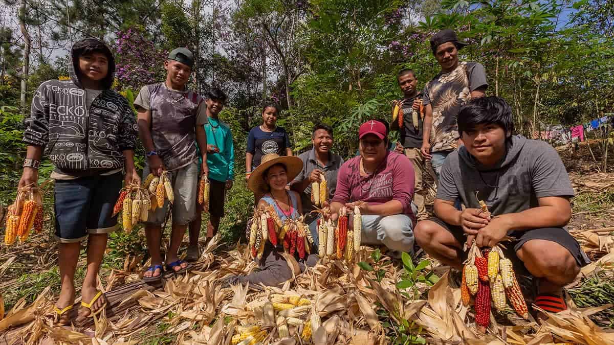 Cominidade Guarani posam com espigas de milhos de sua colheita