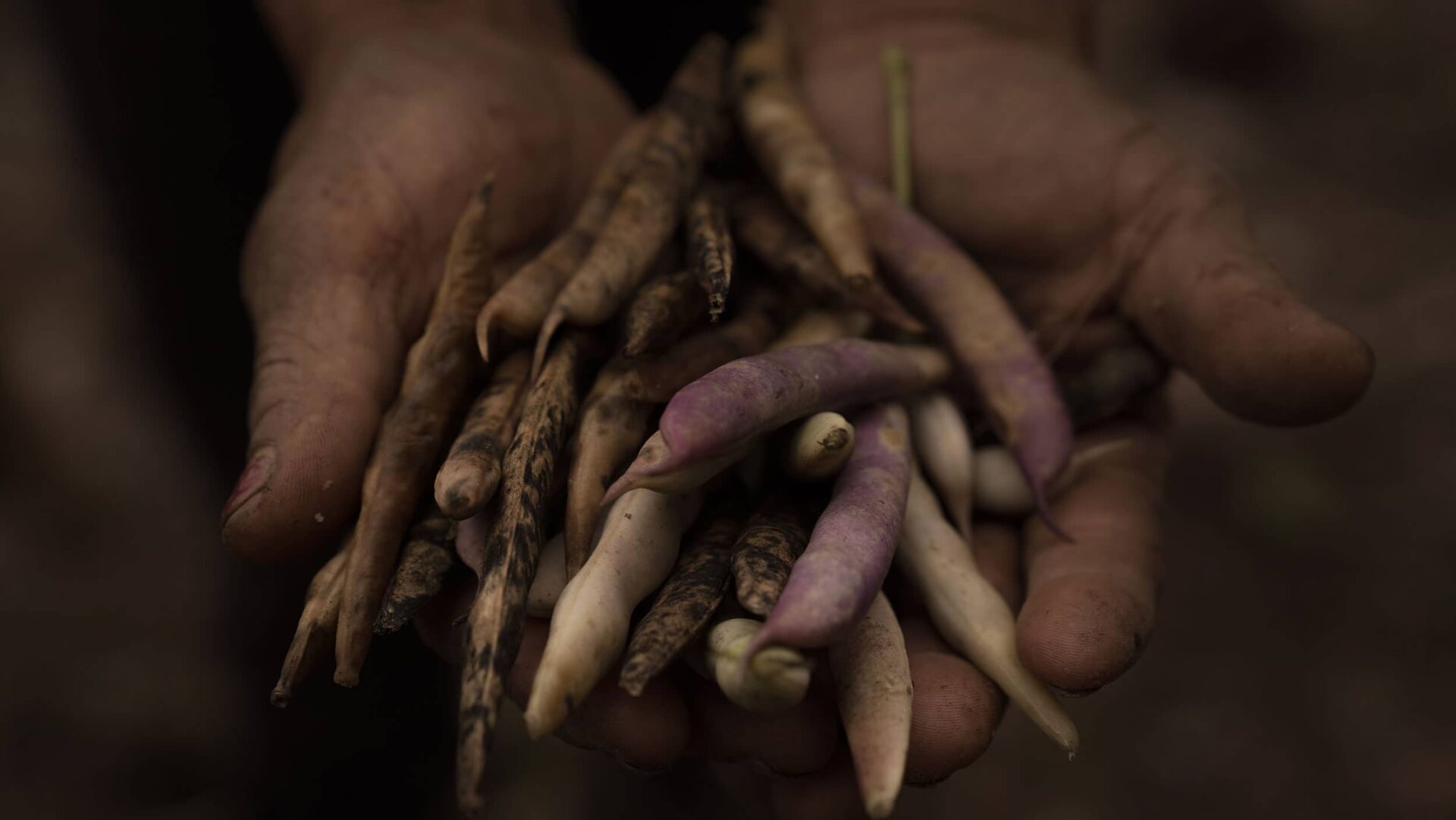 Mãos seguram vagens resultado de colheita em plantação guarani