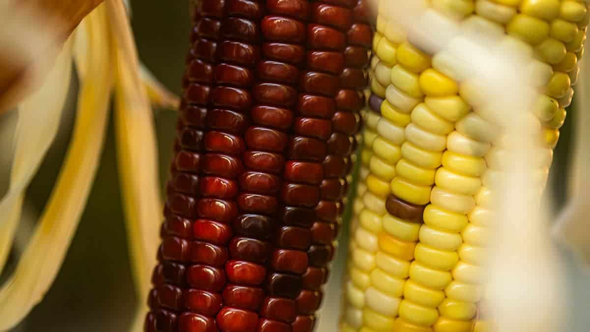 Espigas de milho coloridos, alimentos da agricultura dos índios Guarani