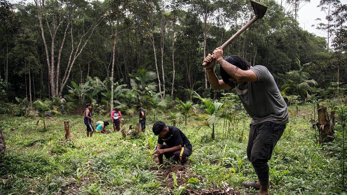 Homens e mulheres Guarani trabalhando na plantação em aldeia no Estado de São Paulo