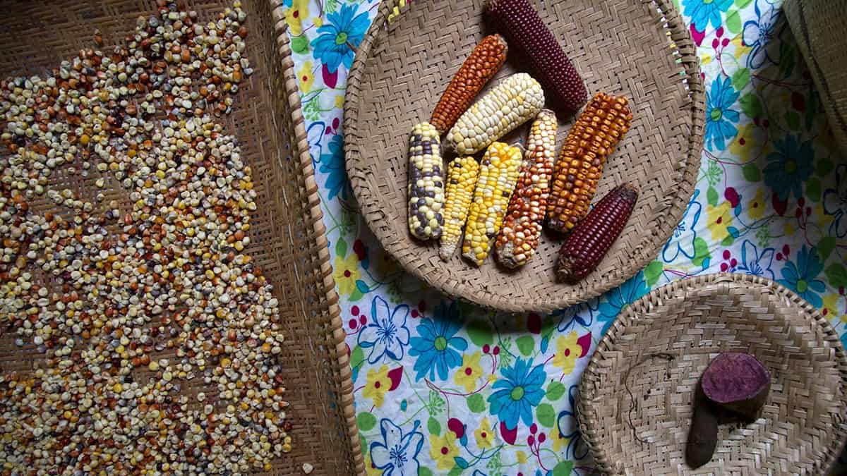 Espigas de milho coloridos, milho debulhado e pedaço de batata doce roxa, alimentos da agricultura dos índios Guarani